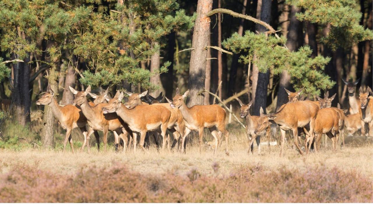 Stayatsas Tiny House Julia In De Bossen Op De Veluwe! エーペ エクステリア 写真